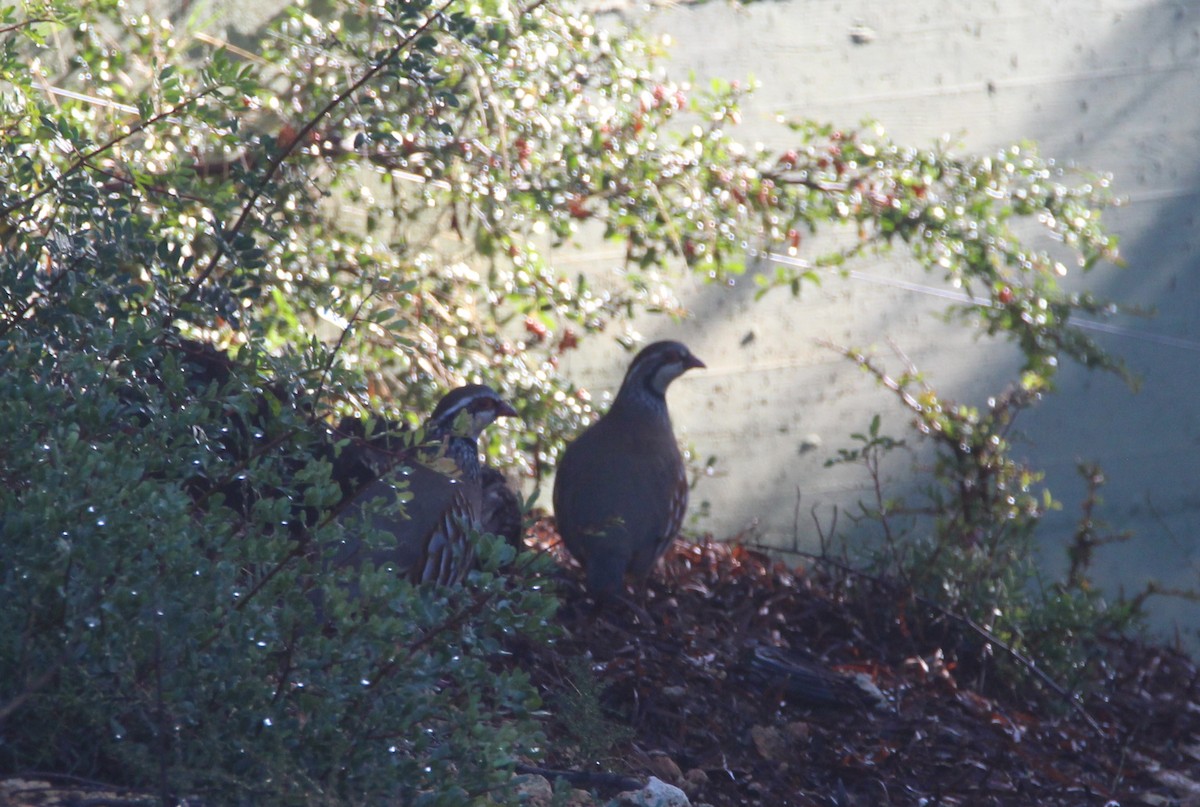 Red-legged Partridge - ML278660651