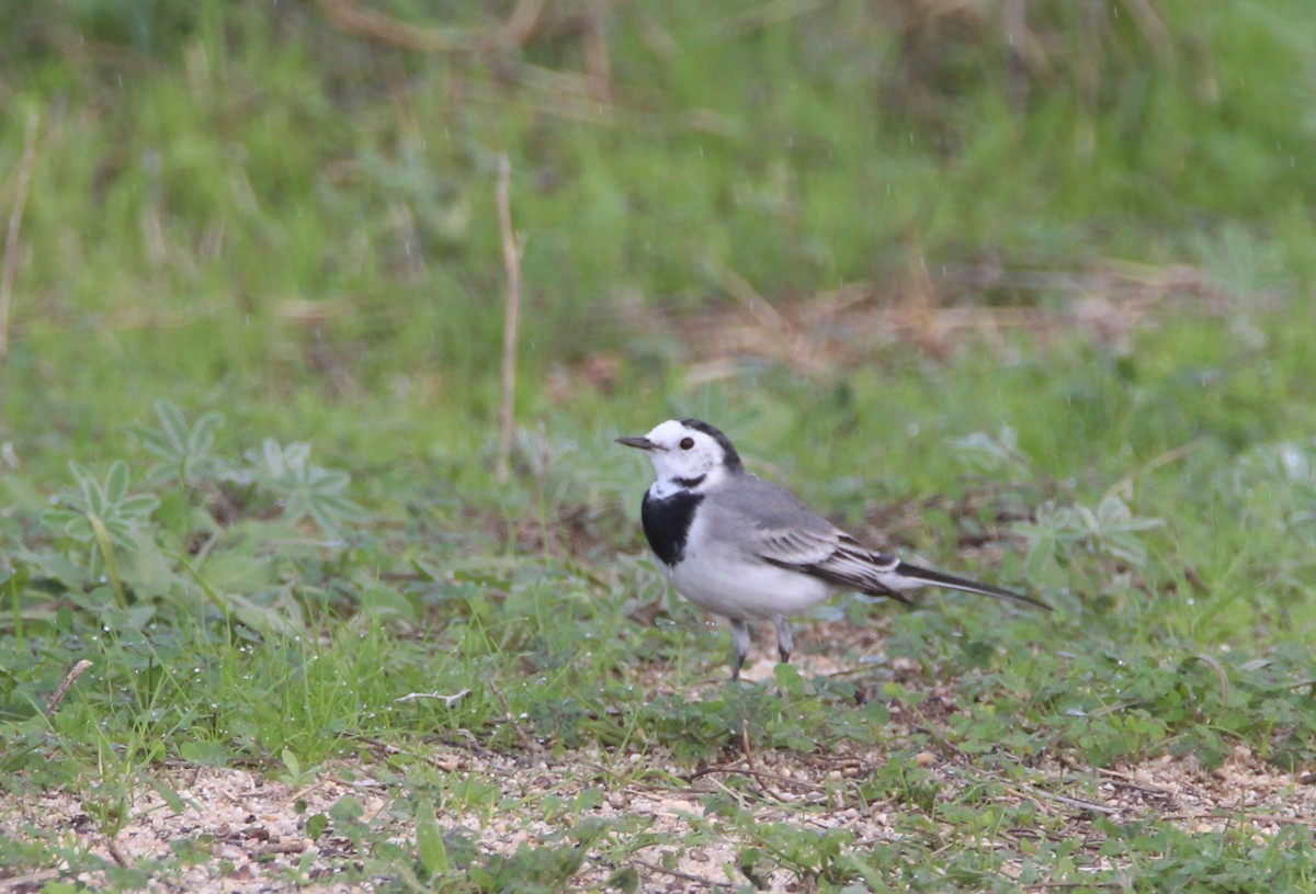 White Wagtail - ML278660921