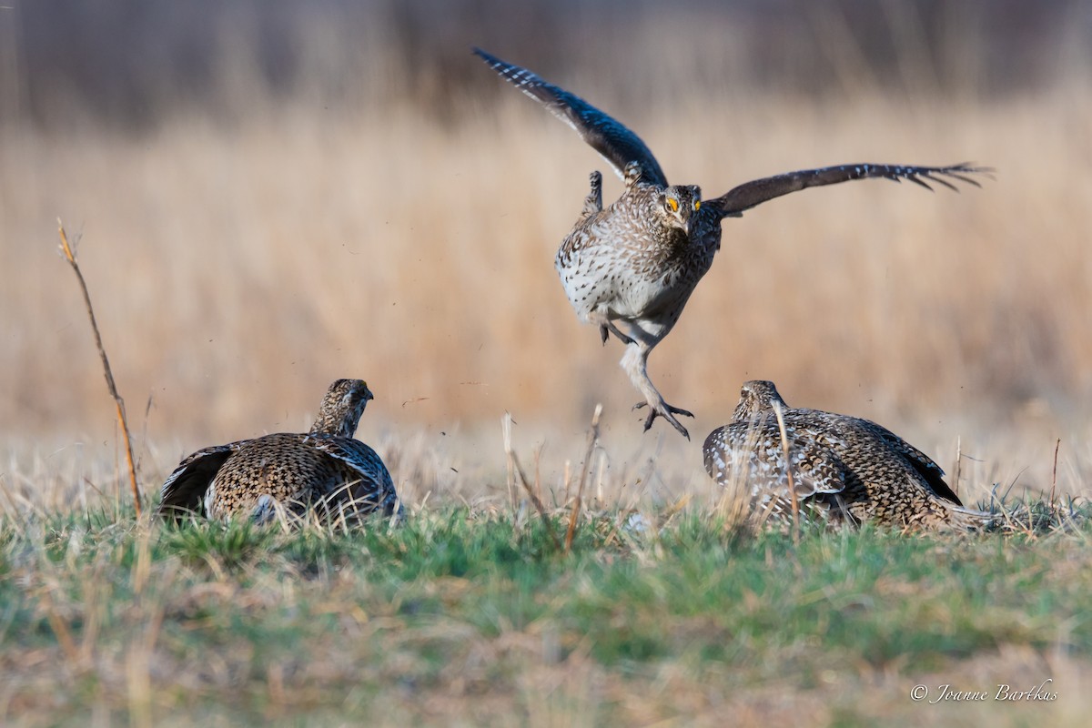 Sharp-tailed Grouse - Joanne Bartkus