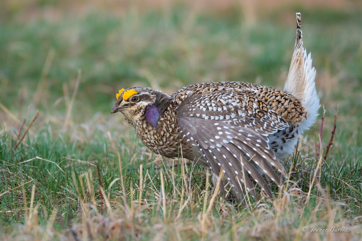 Sharp-tailed Grouse - Joanne Bartkus