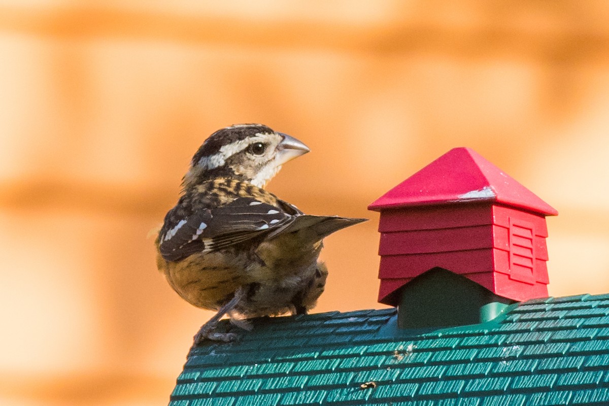 Black-headed Grosbeak - Emily Turteltaub Nelson