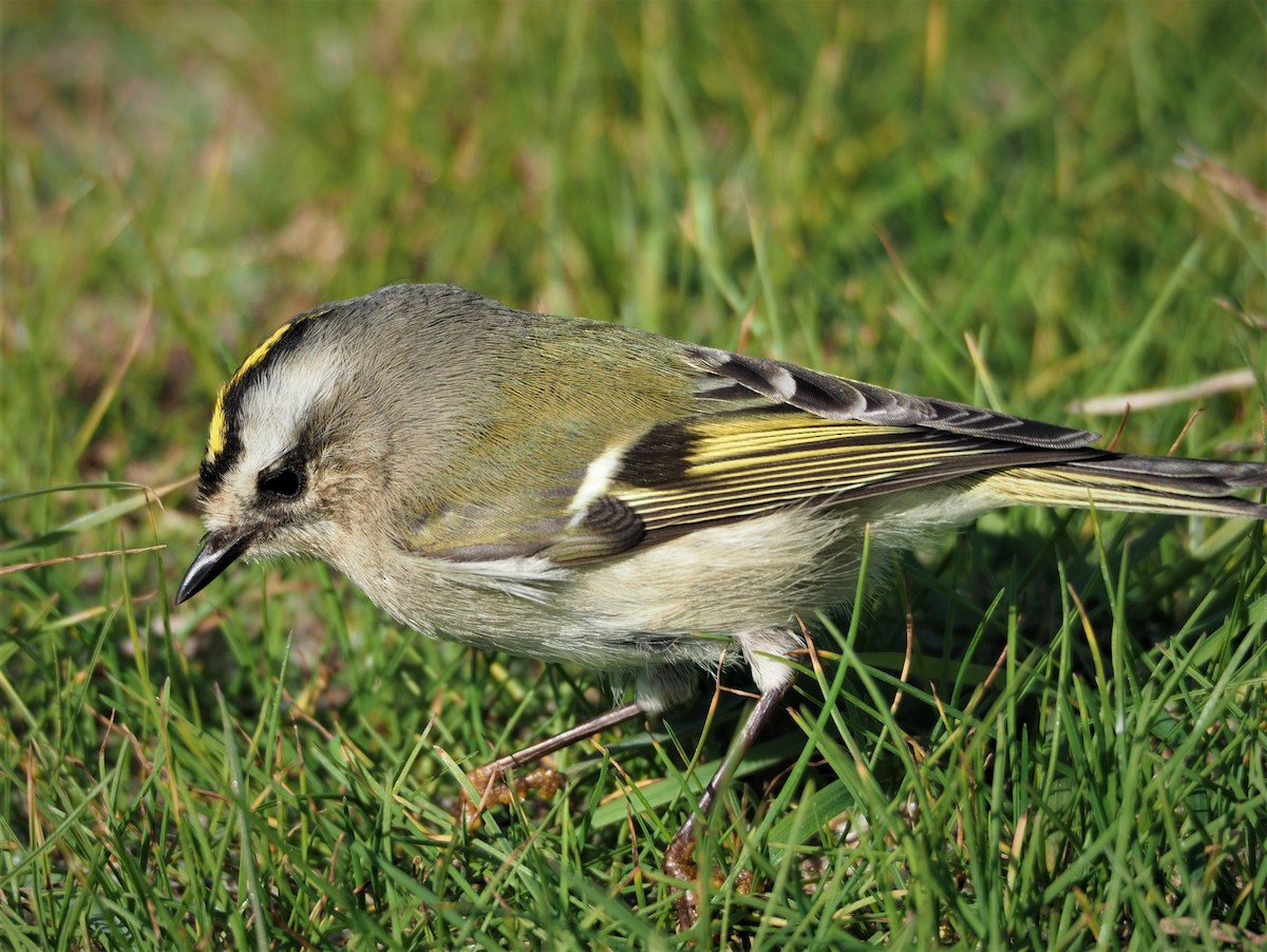 Golden-crowned Kinglet - ML278663061