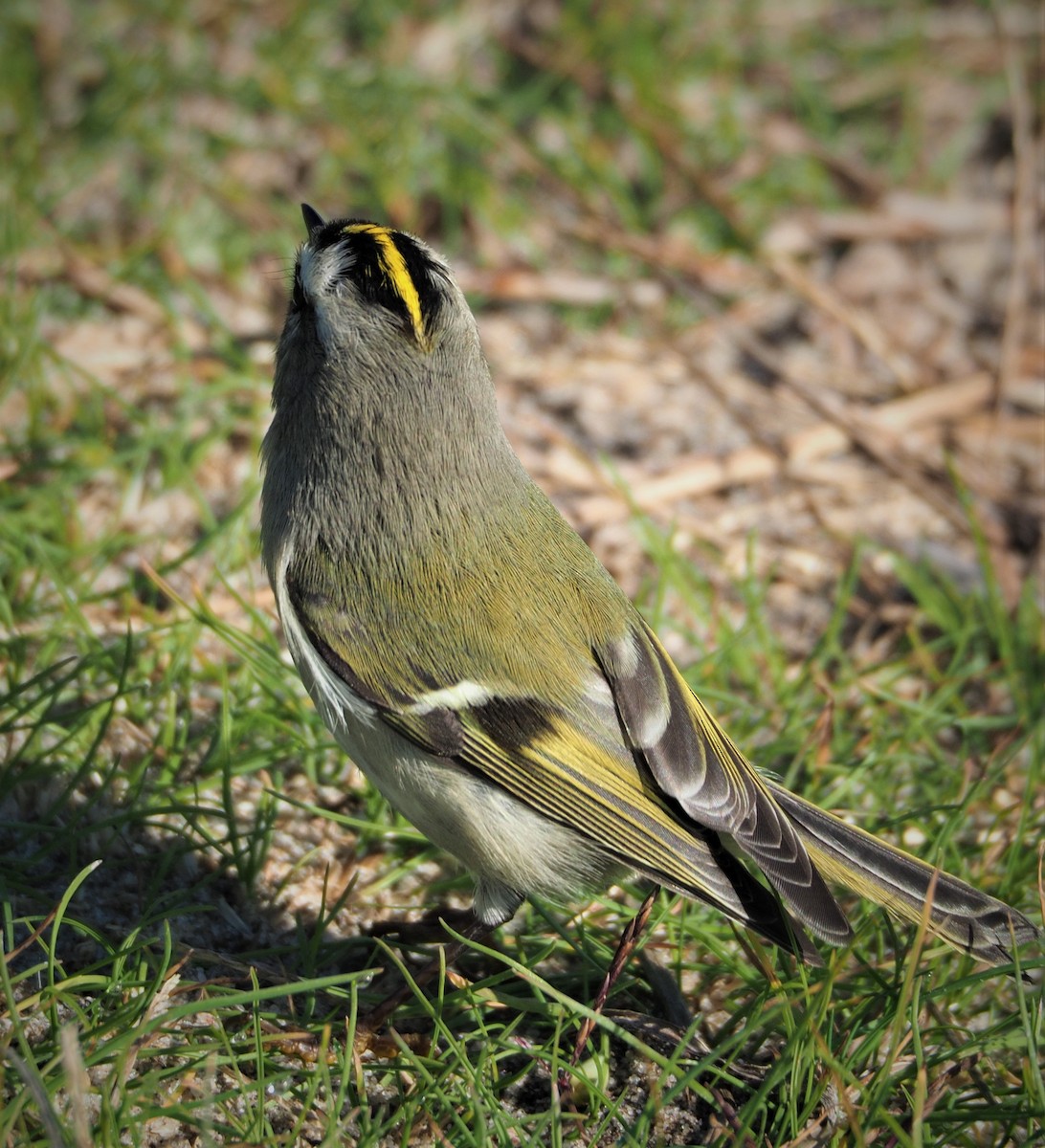 Golden-crowned Kinglet - ML278663081