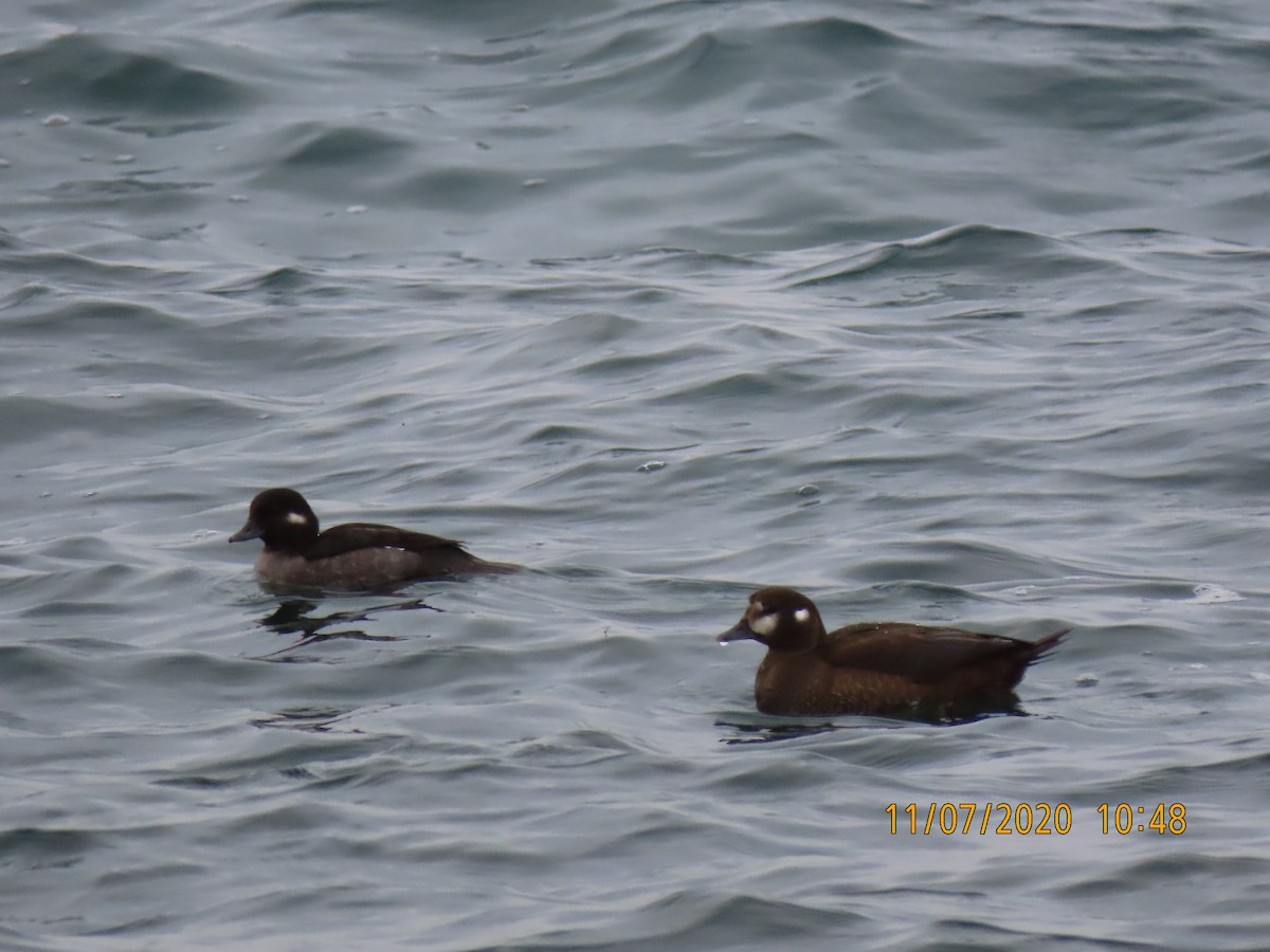 Harlequin Duck - ML278663471