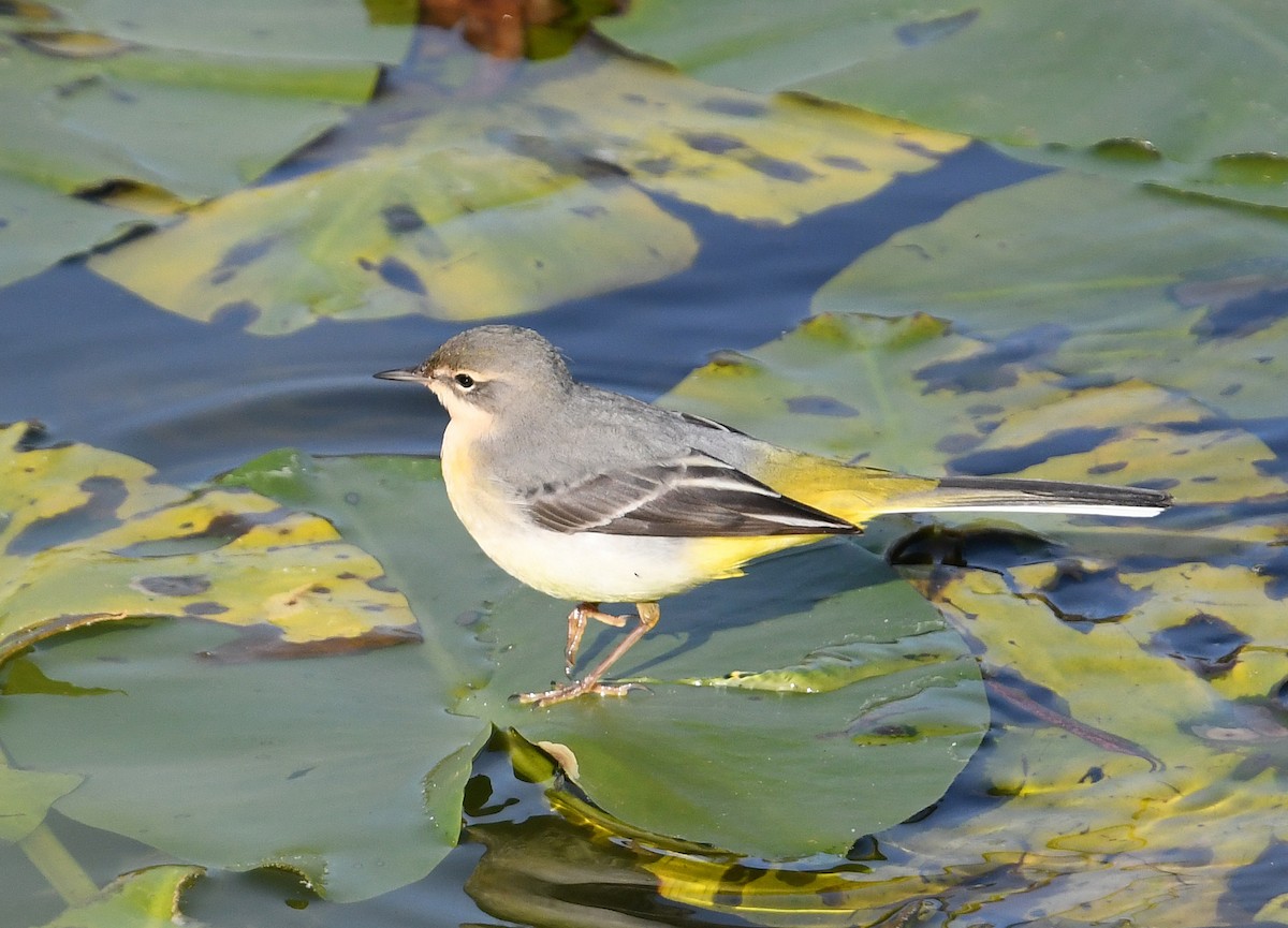 Gray Wagtail - ML278664161