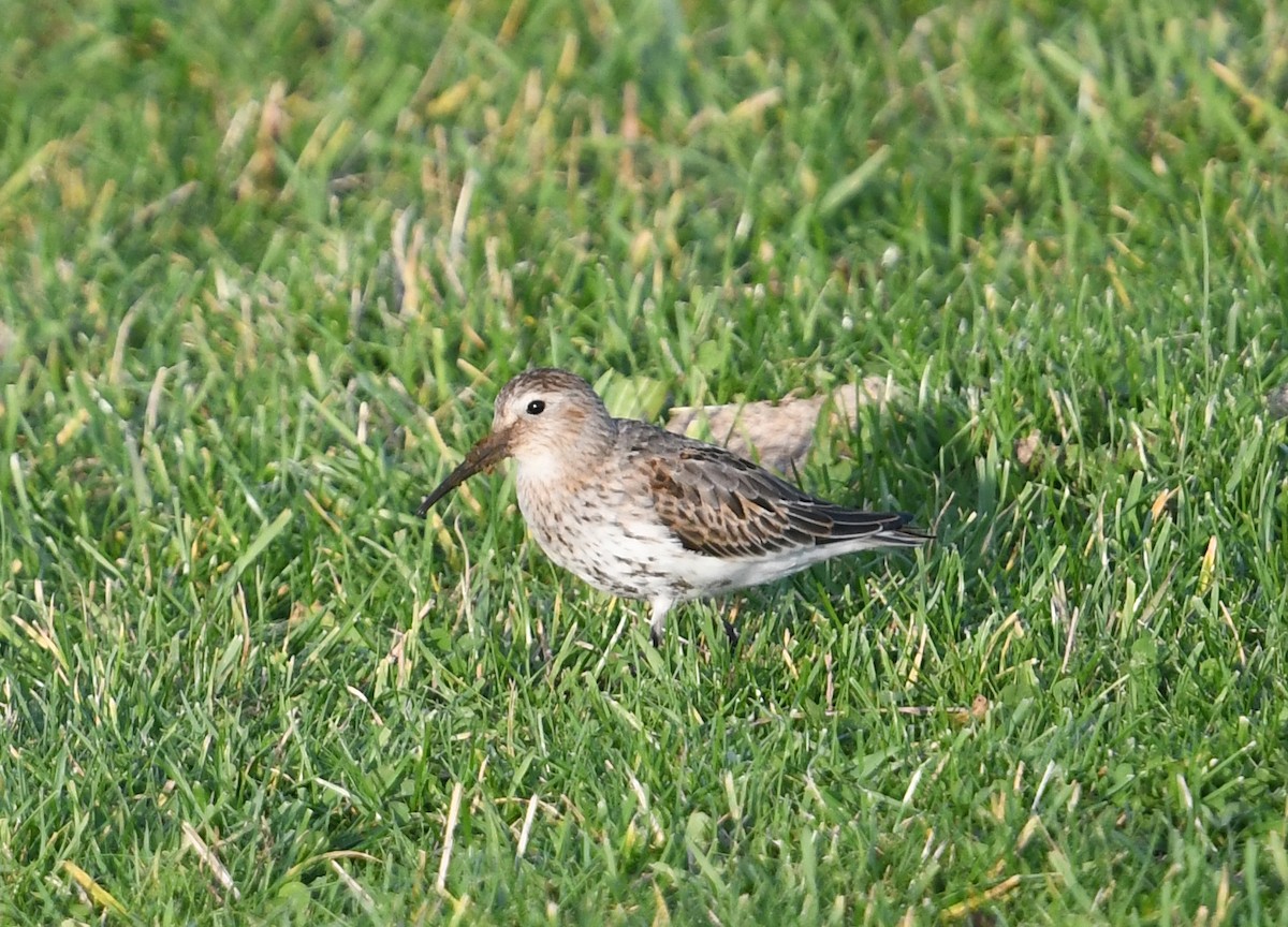 Dunlin - ML278664451