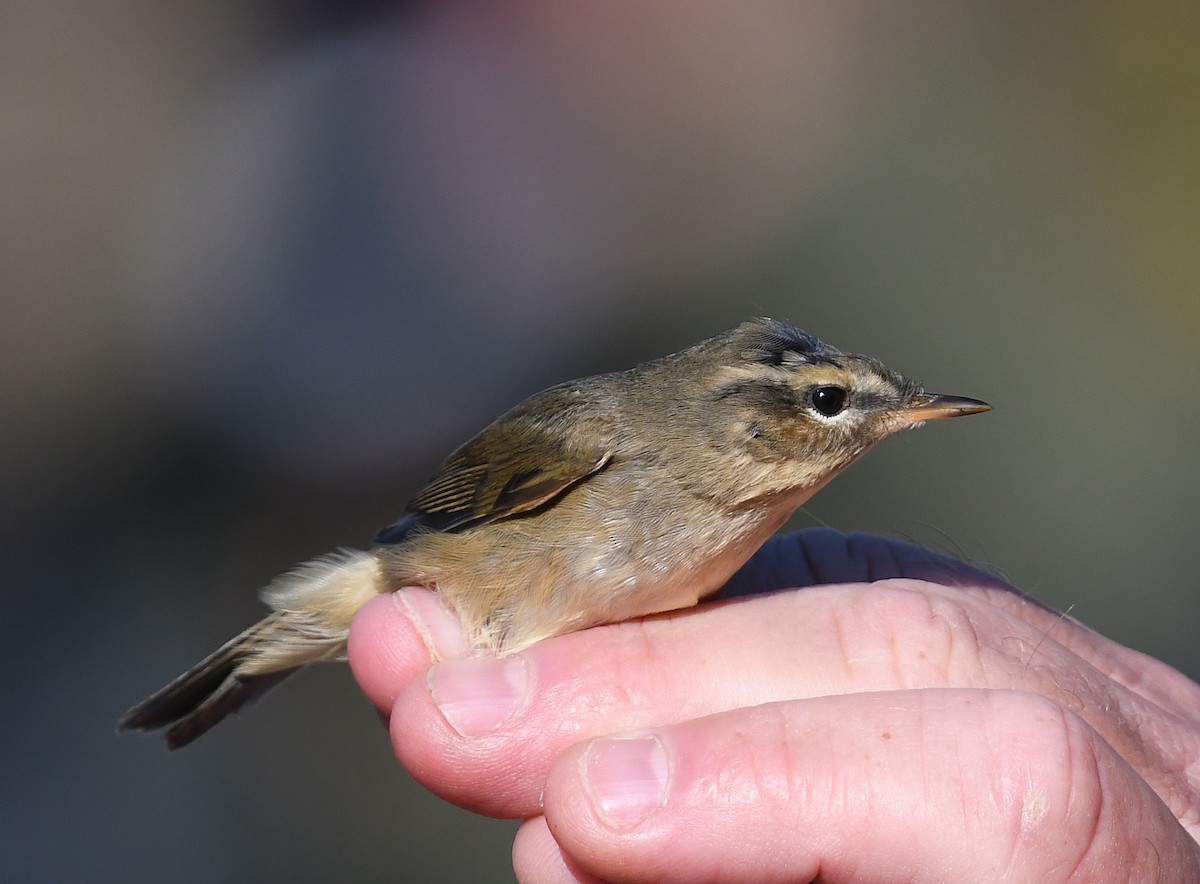 Dusky Warbler - ML278667221