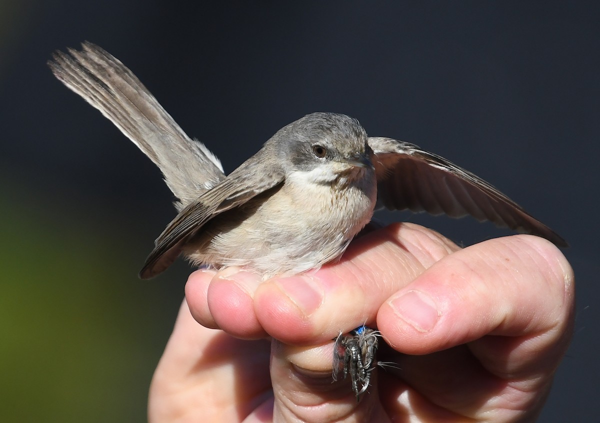 Lesser Whitethroat (Lesser) - Andreas Deissner