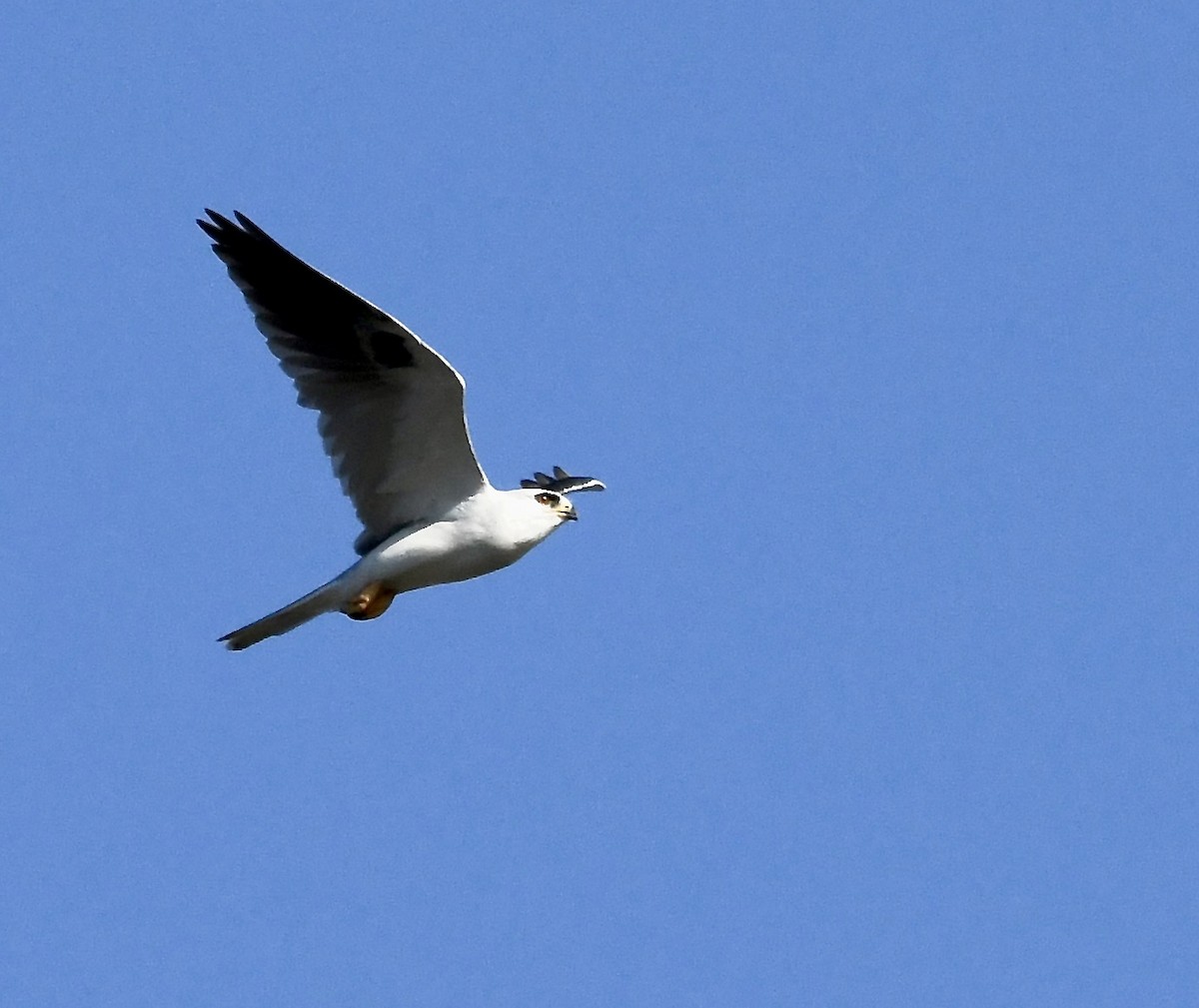 White-tailed Kite - ML278667491