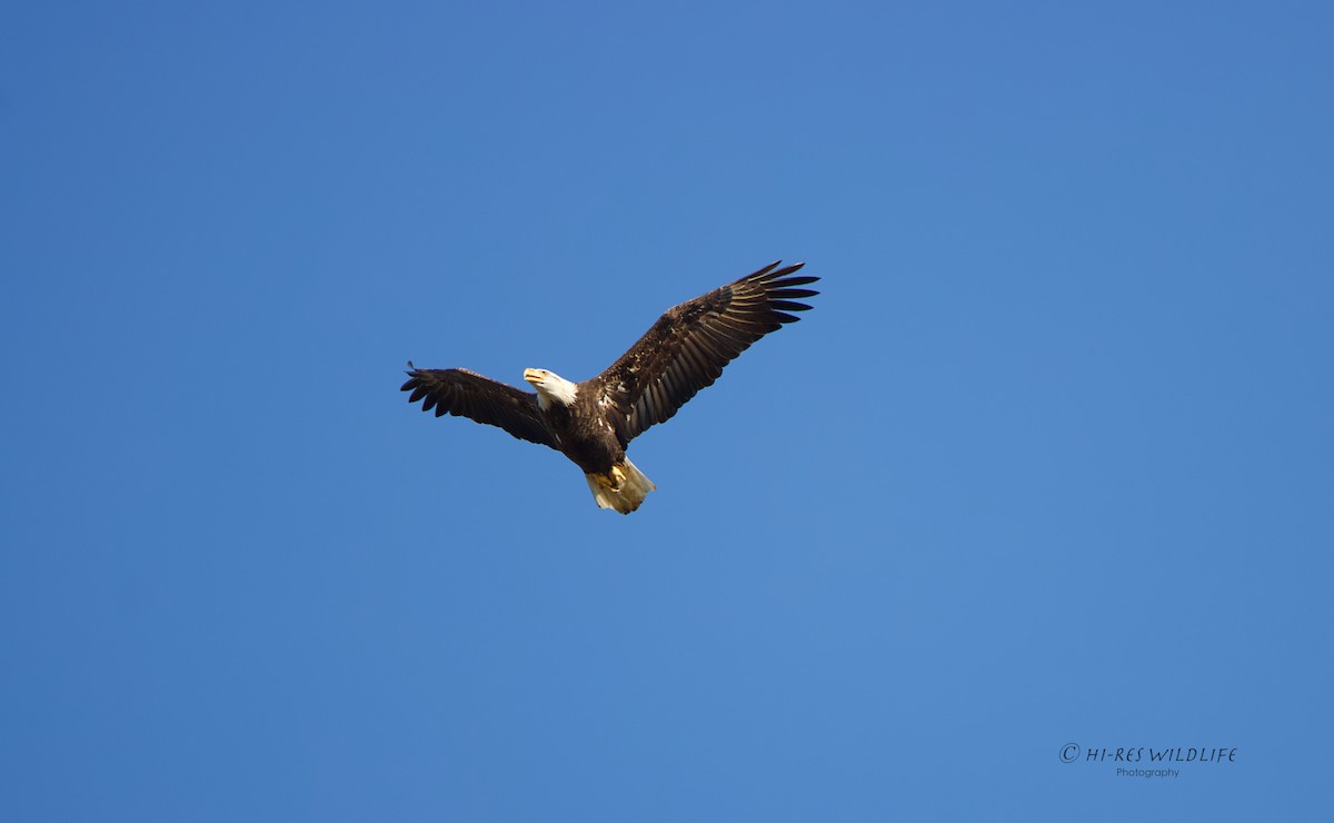 Bald Eagle - ML278667971