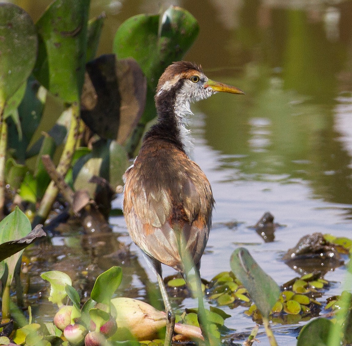 Wattled Jacana - ML278668081