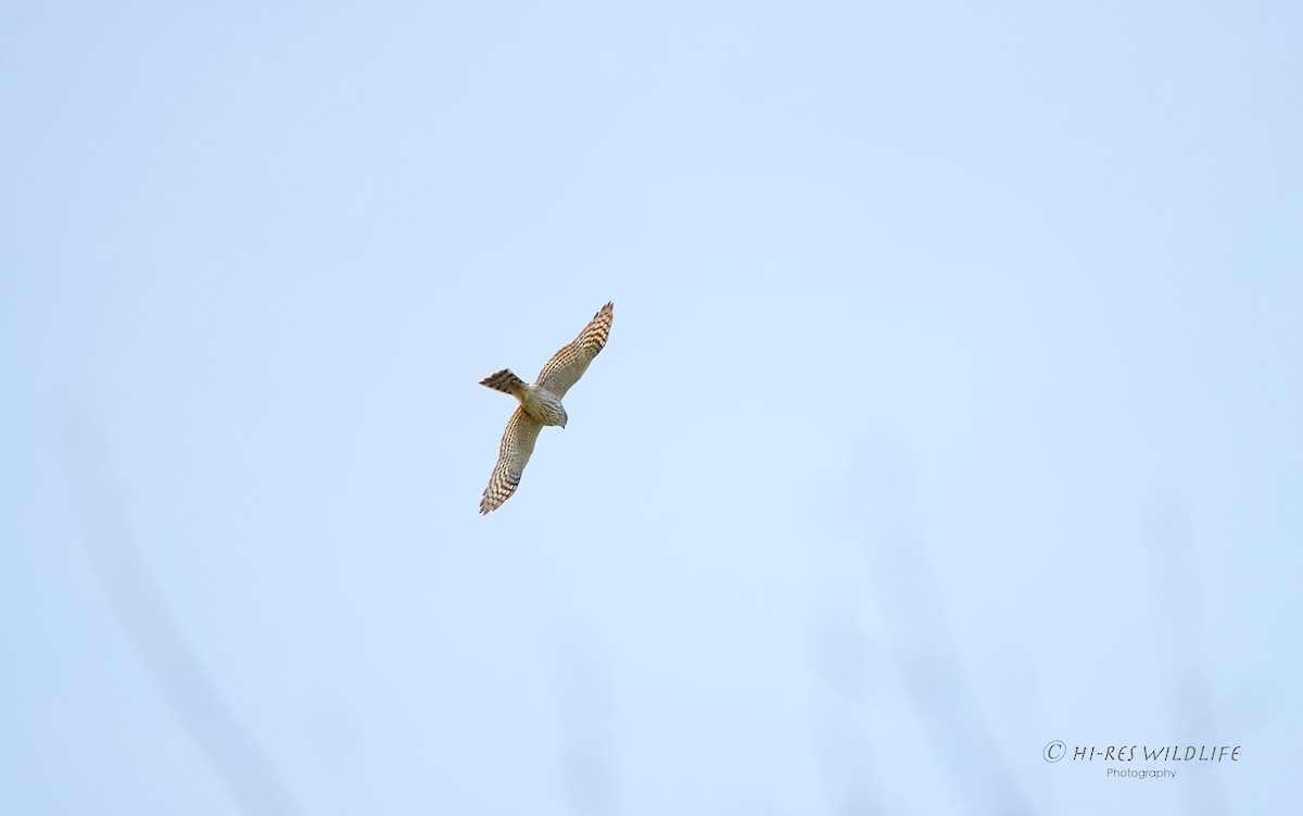 Sharp-shinned Hawk - ML278668311