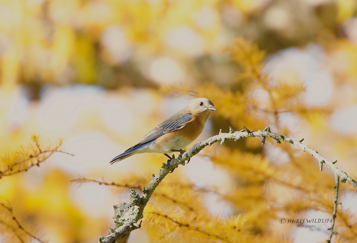 Eastern Bluebird - ML278668331