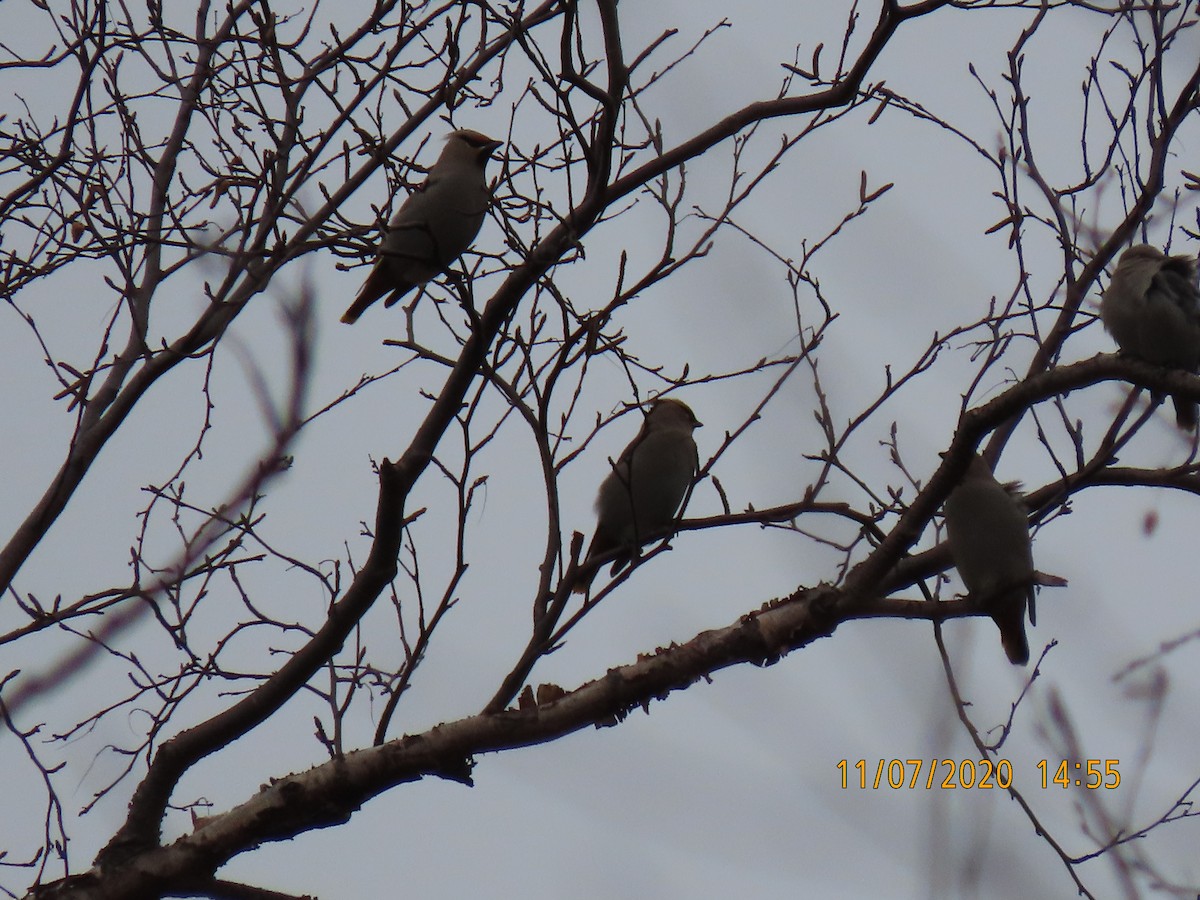 Bohemian Waxwing - ML278669211