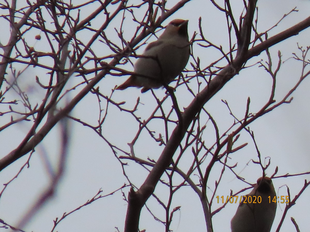 Bohemian Waxwing - ML278669371