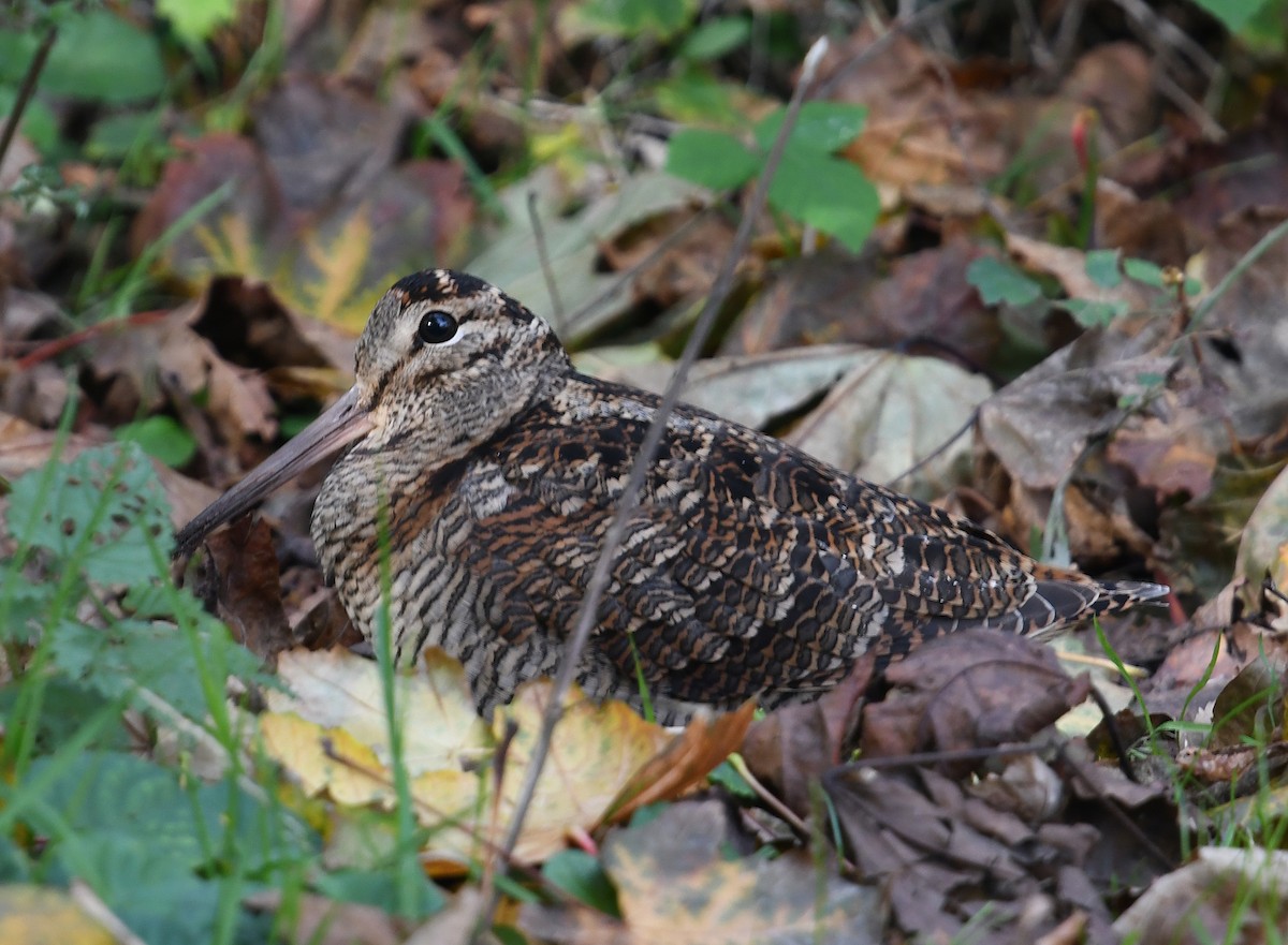 Eurasian Woodcock - ML278669991