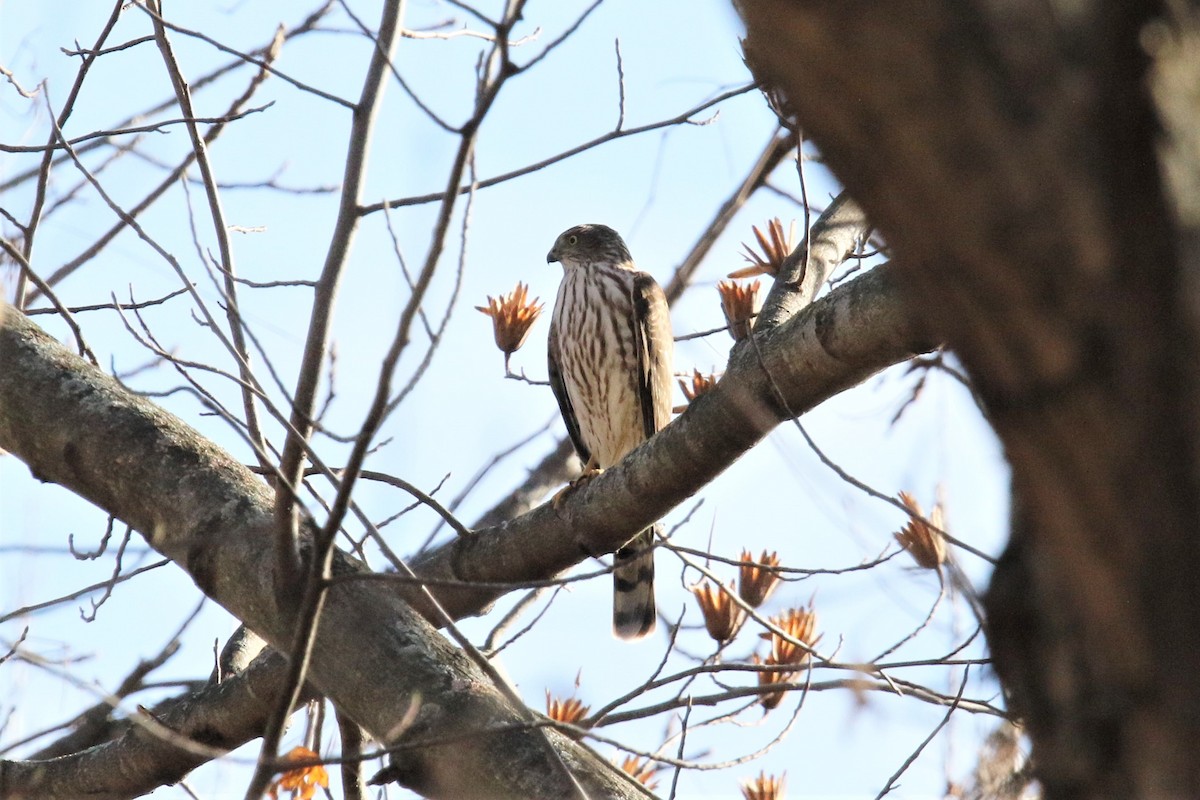 Sharp-shinned Hawk - ML278670641