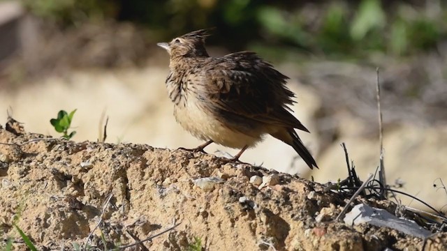 Cochevis de Thékla - ML278670861