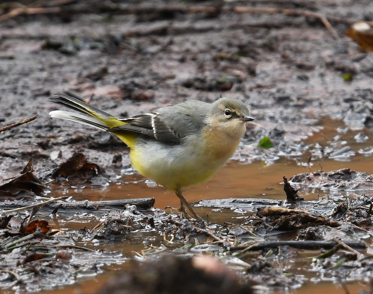 Gray Wagtail - ML278671341