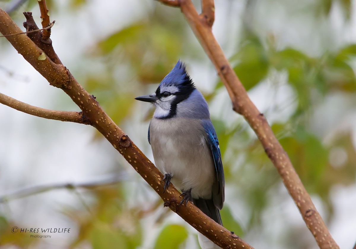 Blue Jay - ML278674781