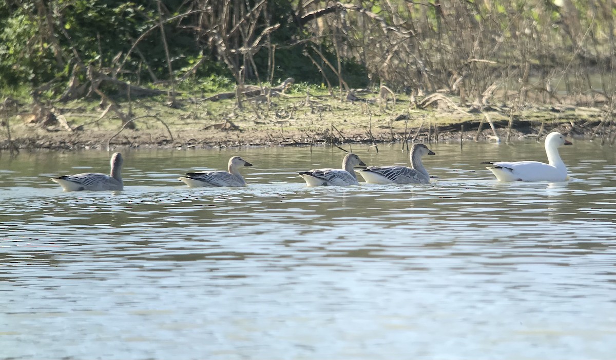 Snow Goose - ML278675081