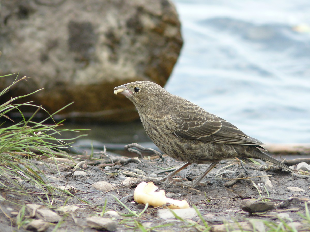 Brown-headed Cowbird - ML278675661