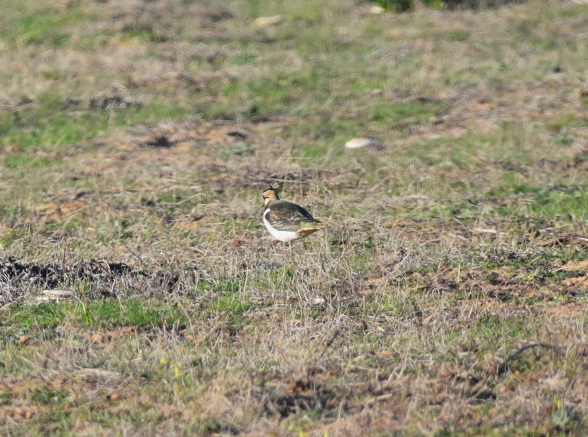 Northern Lapwing - ML278675831