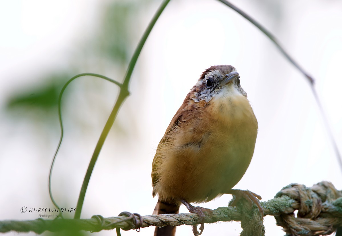 Carolina Wren - ML278676101