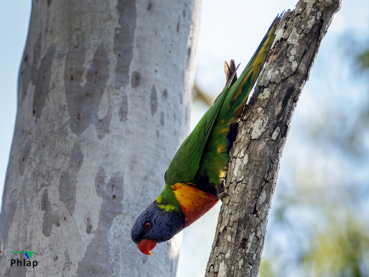 Rainbow Lorikeet - Rodney Appleby