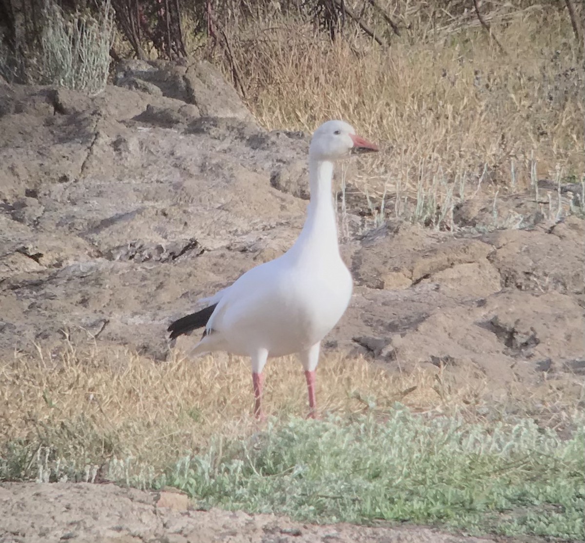 Snow Goose - ML278677081