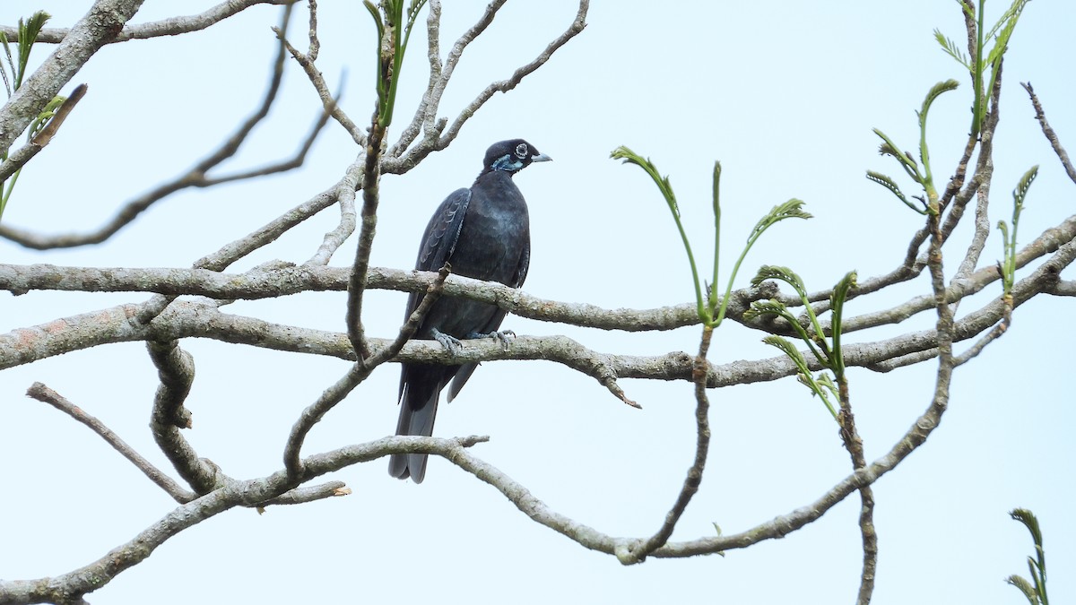 Bare-necked Fruitcrow - ML278680561