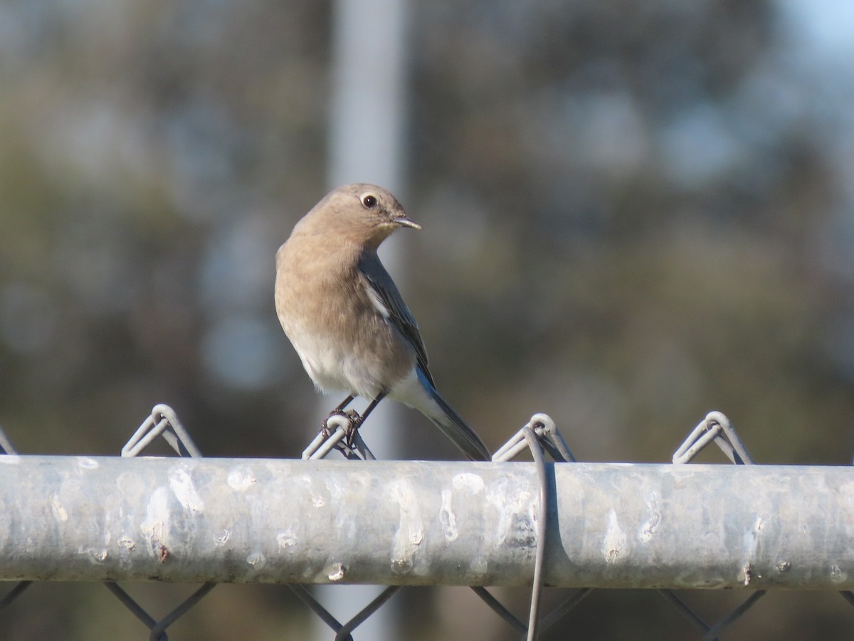 Mountain Bluebird - Edana Salisbury