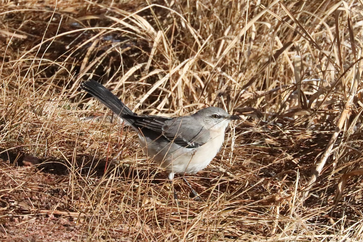 Northern Mockingbird - ML278682161