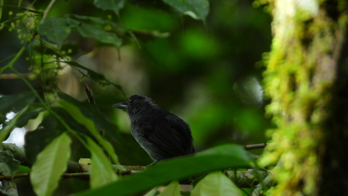 Plain-winged Antshrike - ML278682351