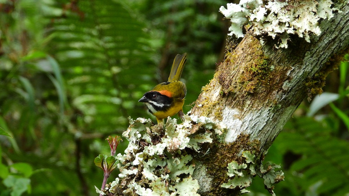 Moustached Brushfinch - ML278683971