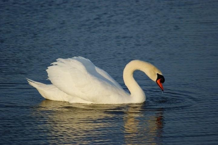 Mute Swan - ML278684681