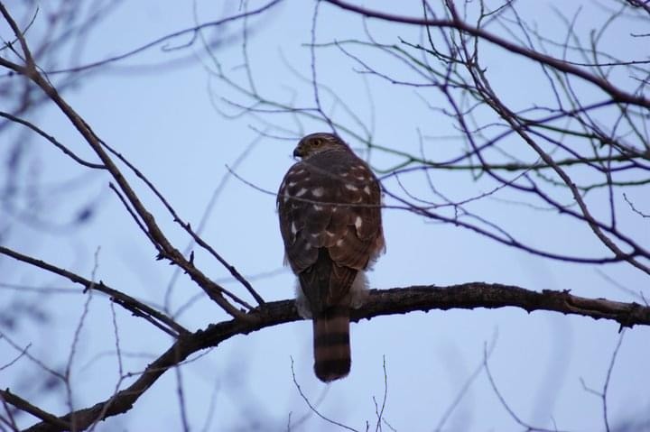 Sharp-shinned Hawk - ML278685171