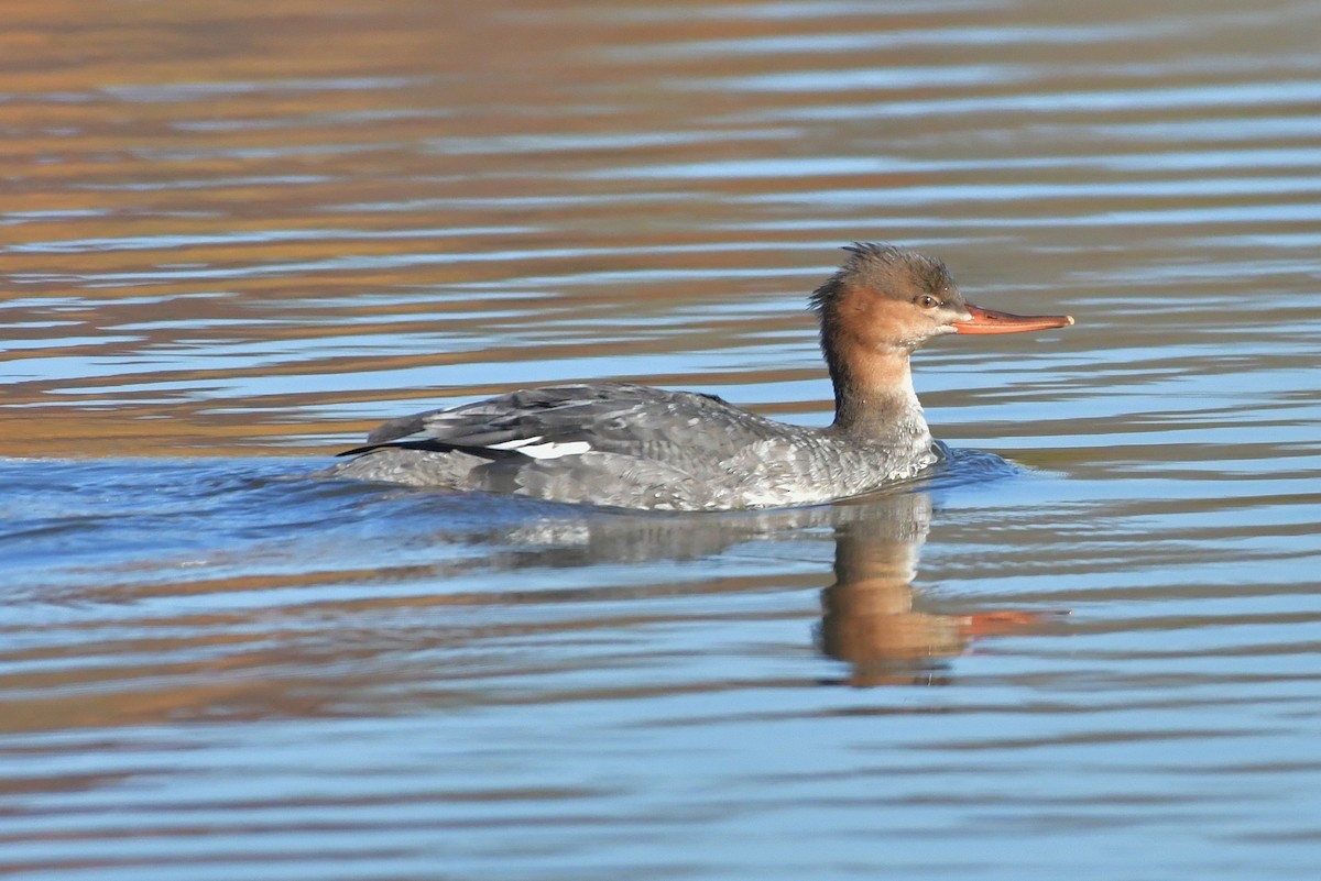 Red-breasted Merganser - Robert Howard