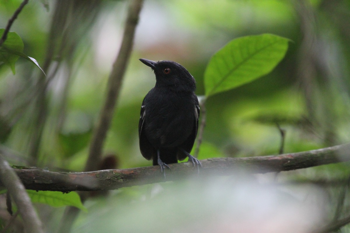 Black-tailed Antbird - Charles Davies