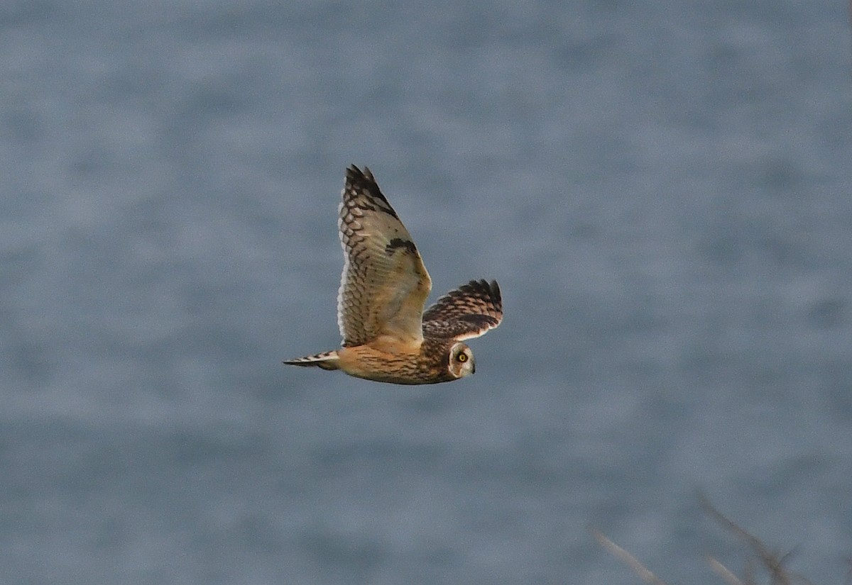 Short-eared Owl - Andreas Deissner