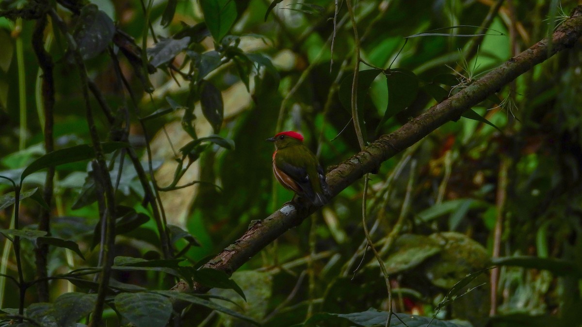 Striolated Manakin - ML278691821