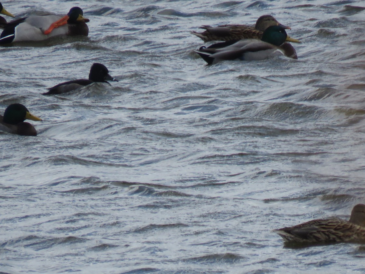 Ring-necked Duck - ML278691901