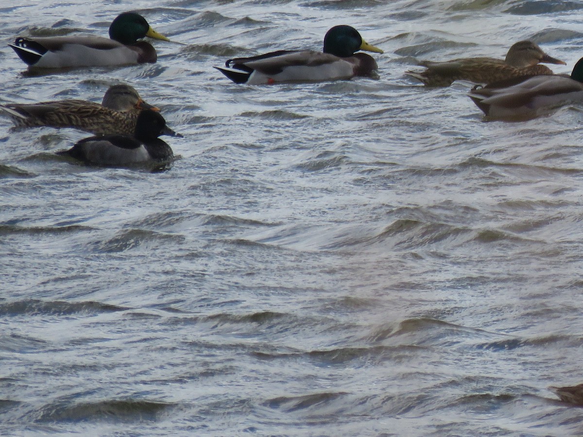 Ring-necked Duck - ML278691911