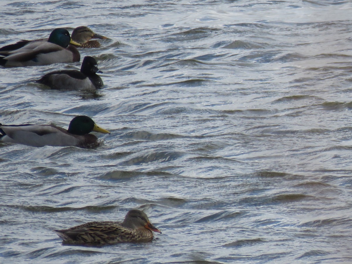 Ring-necked Duck - ML278691921