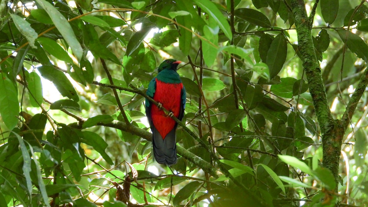 Pavonine Quetzal - Jorge Muñoz García   CAQUETA BIRDING