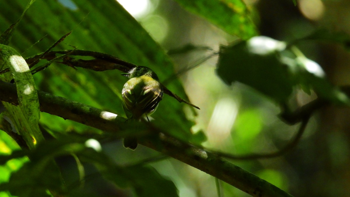 Slaty-capped Flycatcher - ML278692421