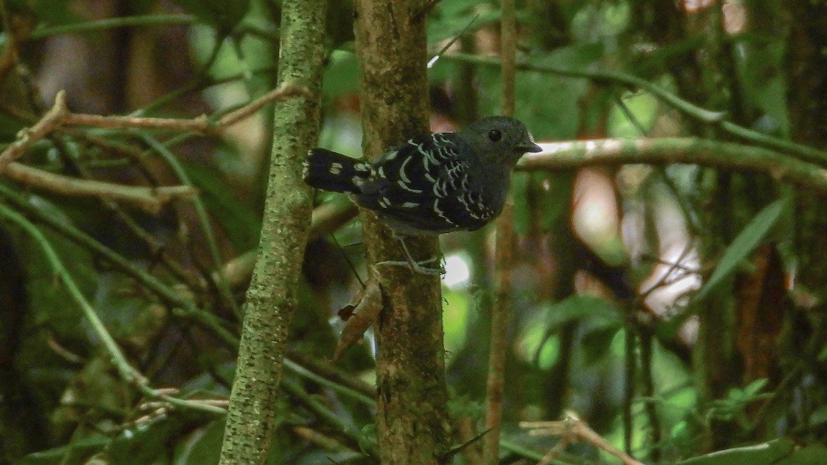 Common Scale-backed Antbird - ML278692471