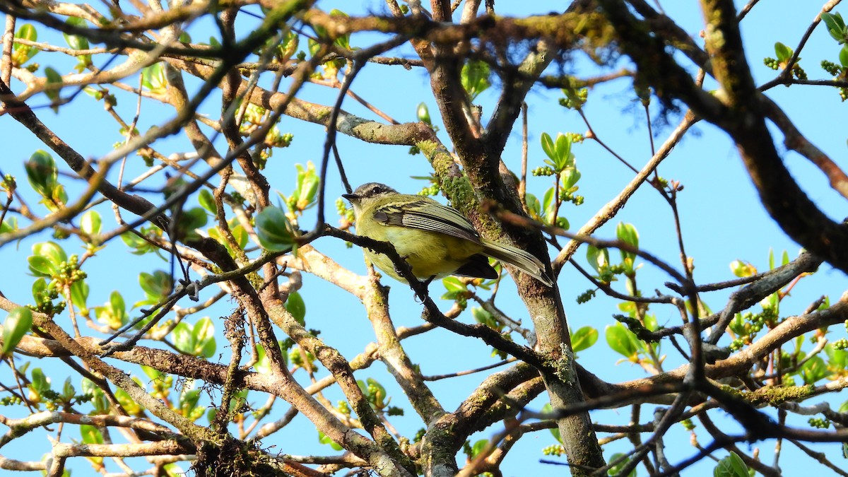 Ecuadorian Tyrannulet - Jorge Muñoz García   CAQUETA BIRDING