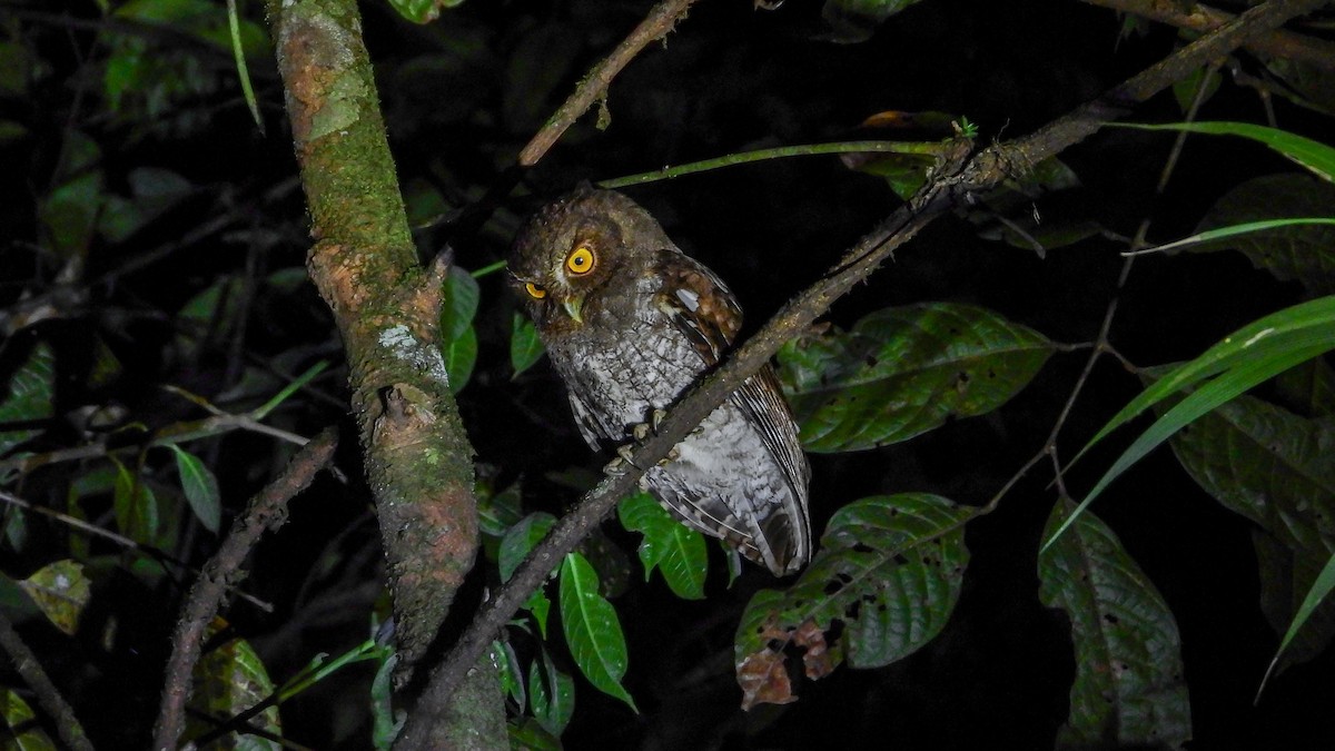 Foothill Screech-Owl - ML278692861