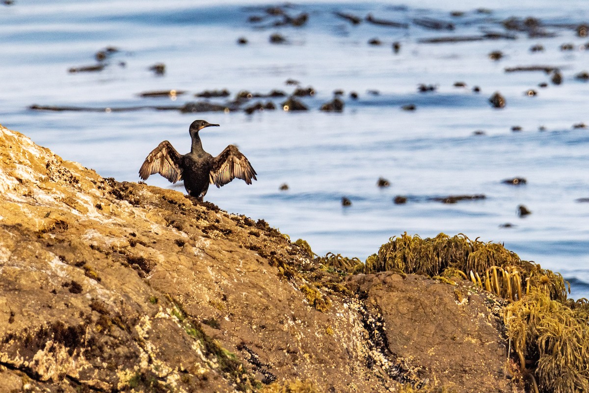 Brandt's Cormorant - Tim Ludwick